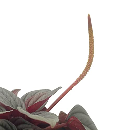 BubbleBlooms Peperomia Mendoza, 4 inch Rare Pep