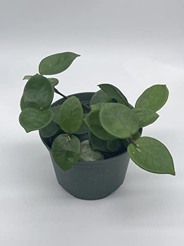 BubbleBlooms Hoya Chelsea Carnosa in a 6 inch Pot