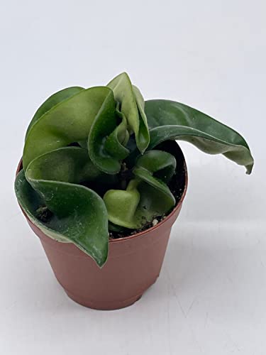 BubbleBlooms Hoya Hindu Rope, Carnosa Compacta, in a 2 inch Pot, Live Tiny Mini Pixie Plant