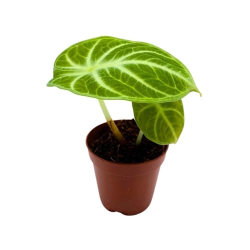 BubbleBlooms Alocasia Ninja, 2 inch Rare Alocasia Black Velvet Ninja Starter Tiny Mini Pixie Plants