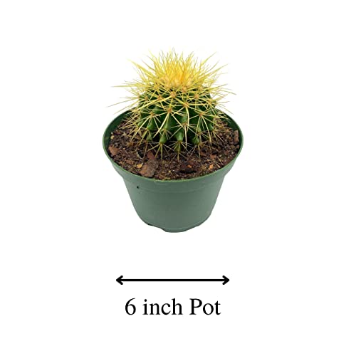 BubbleBlooms Golden Barrel Cactus in a 6 inch Pot Echinocactus Grusonii, Gold Ball Cacti