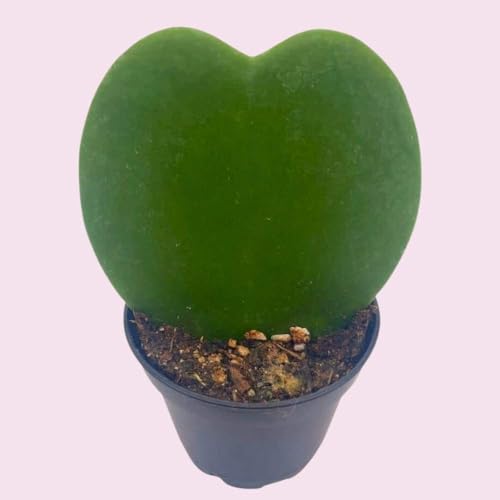 BubbleBlooms Hoya Kerrii Green Heart 6-Pack 2 inch Single Leaf No Node Sweetheart Mother's Day Valentine's Day Plant
