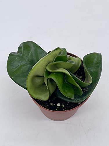 BubbleBlooms Hoya Hindu Rope, Carnosa Compacta, in a 2 inch Pot, Live Tiny Mini Pixie Plant
