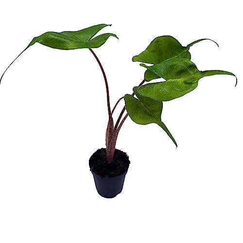 BubbleBlooms Alocasia Stingray, Alocasia Macrorrhiza, Giant Taro, Elephant Ear in 2 inch Pot