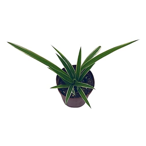 BubbleBlooms Spider Plant, Chlorophytum comosum, Limited, in a 2 inch Pot Tiny Mini Pixie Plant