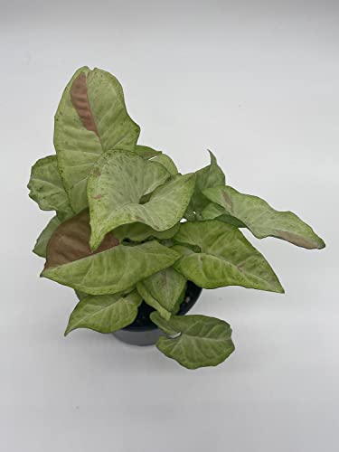 BubbleBlooms Milk Confetti Pink Variegated Syngonium in a 4 inch Pot Syngonium Albo Variegata Half Moon Pixie