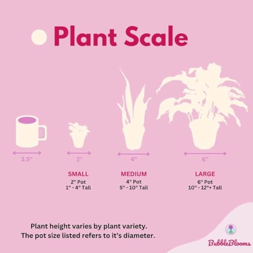 BubbleBlooms Alocasia Red Secret, Elephant Ear in 2 inch Pot