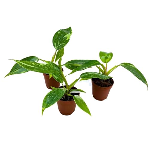 BubbleBlooms Philodendron White Princess, 2 inch Set of 3, Variegated Philo Tiny Mini Pixie Plants