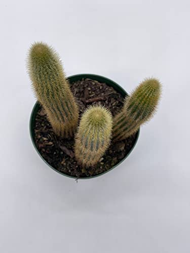 BubbleBlooms Golden Column, Echinopsis Spachiana, 4 inch