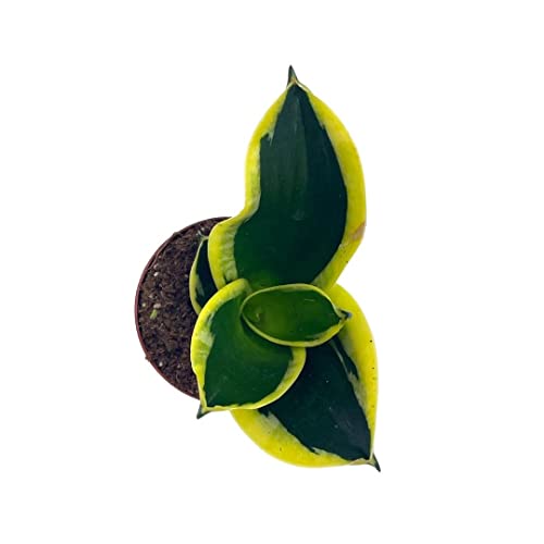 BubbleBlooms Black Gold Snakeplant, Green and Yellow Snake Plant, Variegated Sansevieria trifasciata
