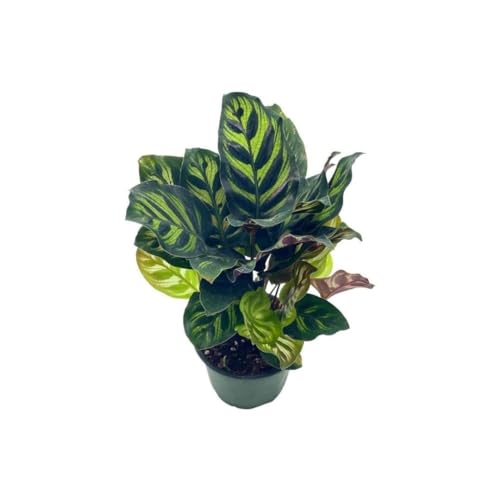 BubbleBlooms Calathea Makoyana, Peacock Plant in a 4 inch Pot Cathedral Calathea, Prayer Plant