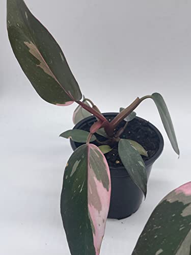 BubbleBlooms Philodendron Pink Princess in a 4 inch Pot Extremely Rare House Plant