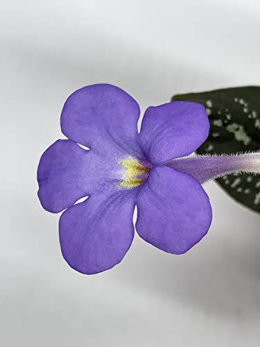 Harmony Foliage michaelmoelleria vietnamensis, Big Mike, in a 4 inch Pot New Genus