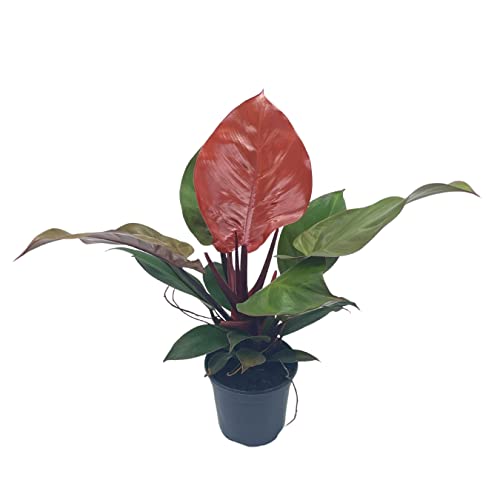 mccolleys finale philodendrons BubbleBlooms Philodendron McColley's Finale, 4 inch Bright Red Philo – Florida House Plants
