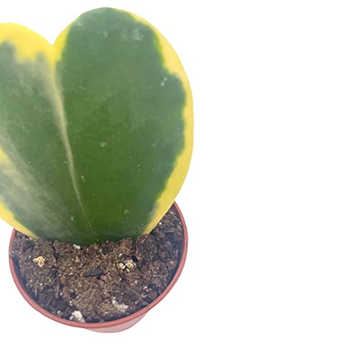 BubbleBlooms Variegated Hoya Kerrii Heart in a 2-inch Pot Sweetheart Mother's Day Plant