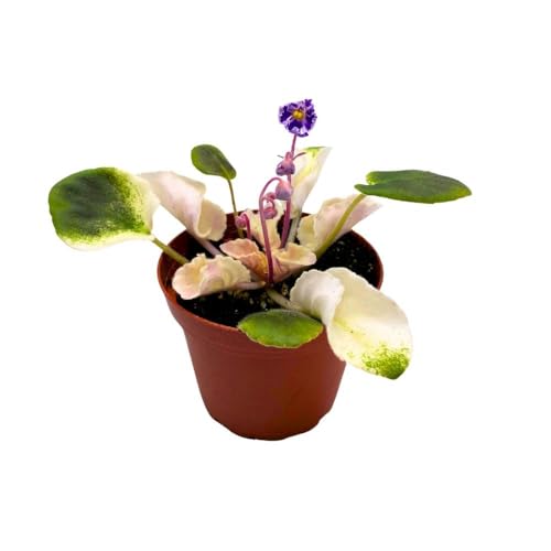 Harmony Foliage Harmony's Purple Passion Variegated African Violet in a 4 inch Pot Purple Flower Saintpaulia Hybrid Gesneriads