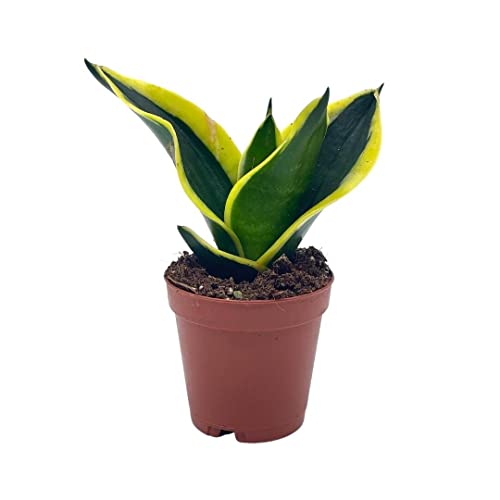 BubbleBlooms Black Gold Snakeplant, in a 2 inch Pot, Green and Yellow Snake Plant, Variegated Sansevieria trifasciata