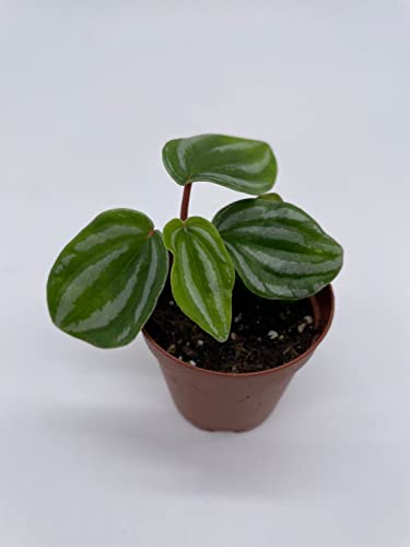 BubbleBlooms Peperomia Mini Watermelon in a 2 inch Pot, Pep verschaffeltii