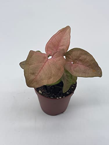BubbleBlooms Syngonium Pink Strawberry in 2 inch Pot, Well Rooted Live Starter House Plant
