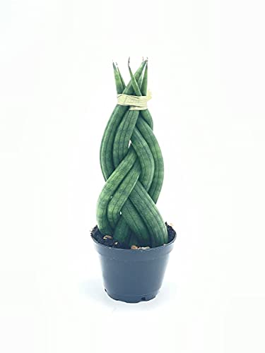 BubbleBlooms Sansevieria Snakeplant Variety Bundle, Braided cylindrica Dragon Fingers, Samurai Dwarf ehrenbergii, Cylindrical Starfish Snake Plant boncel