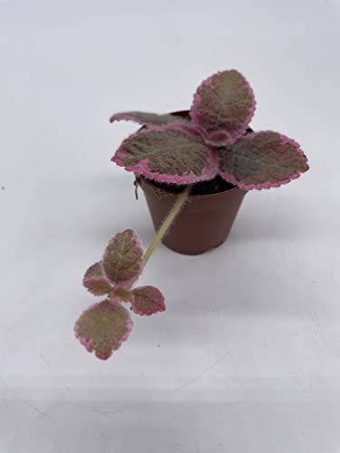 BubbleBlooms Variegated Flame Violet in a 2 inch Pot Pink Smoke, Episcia Cupreata