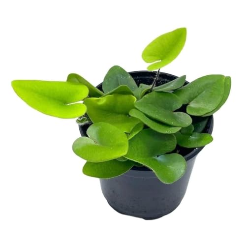 BubbleBlooms Heart Fern, Hemionitis Arifolia in a 4 inch Pot Heart Leaf, Tongue Fern
