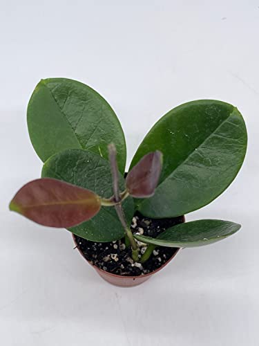 BubbleBlooms Hoya Australis in a 2 inch Pot, Live Rooted Potted Tiny Mini Pixie Plant