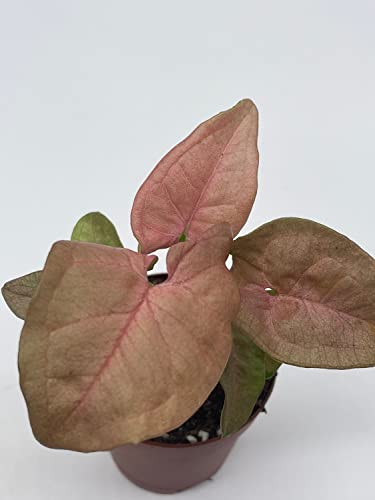 BubbleBlooms Syngonium Pink Strawberry in 2 inch Pot, Well Rooted Live Starter House Plant