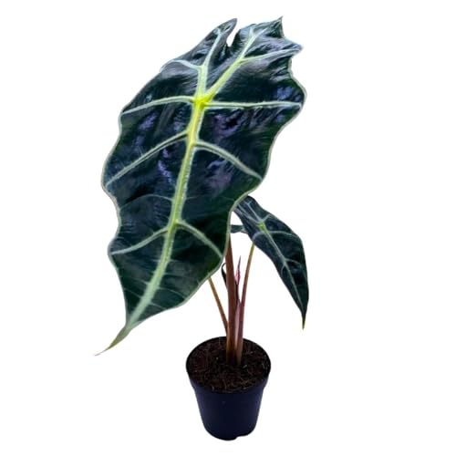 BubbleBlooms Alocasia African Mask, Kris Plant, Alocasia Polly Elephant Ear in 2 inch Pot Cute Pixie Plant