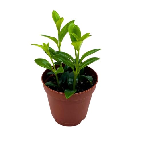 BubbleBlooms Columnea Lipstick Plant Goldfish Plant, 2 inch