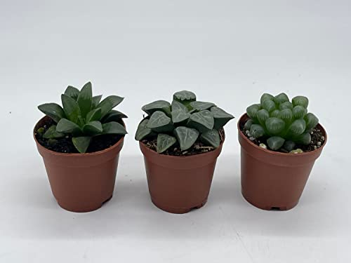 BubbleBlooms Rare Haworthia Assortment, 3 Hard to find Haworthias, Grower's Choice