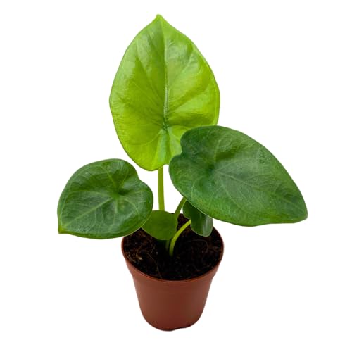 BubbleBlooms Alocasia Lukiwan in a 2 inch Pot Tiny Minie Pixie Plant