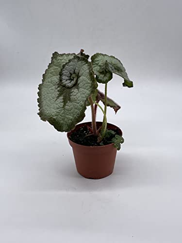 Begonia Escargot, Painted-Leaf Begonia, 4 inch, Escargot Variegation