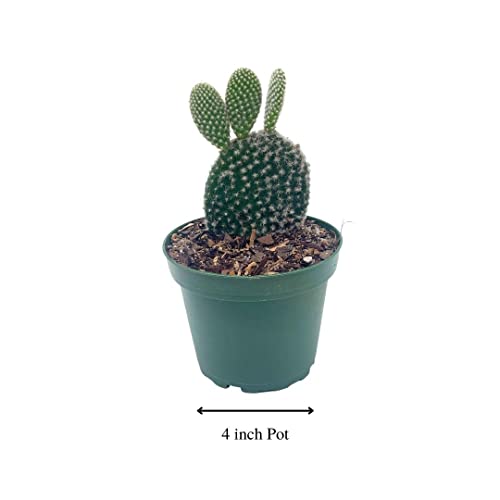 BubbleBlooms Bunny-Ears Prickly-pear Snow White in a 4 inch Pot Opuntia microdasys