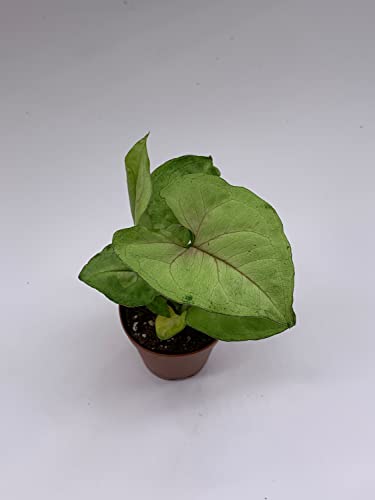 BubbleBlooms Syngonium Cream Allusion in 2 inch Pot, Well Rooted Live Starter House Plant