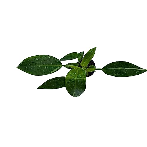 BubbleBlooms White Knight Philodendron, Philodendron Erubesens Hybrid 2 inch Pot