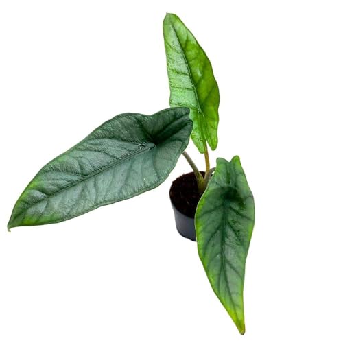 BubbleBlooms Alocasia Dragon's Breath 2 inch Rare Jewel Alocasia Alocasia Heterophylla Tiny Minix Pixie Plant