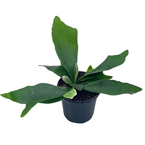 BubbleBlooms Staghorn Fern, in a 4 inch Pot, Platycerium bifurcatum Elkhorn