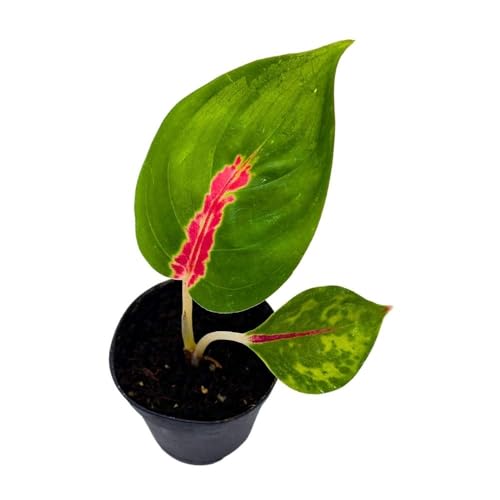 BubbleBlooms Red King in a 2 inch Pot Red Stripe Aglaonema commutatum