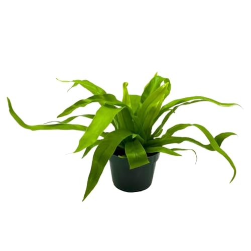 BubbleBlooms Bird Nest Fern, Nidus, 4 inch Asplenium Nidus, Bird's Nest