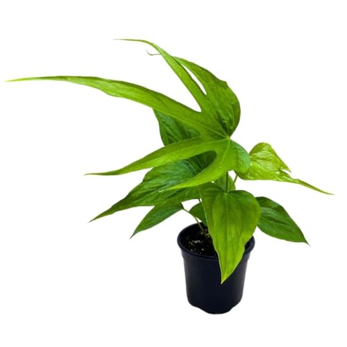 BubbleBlooms Anthurium Fingers 4 inch