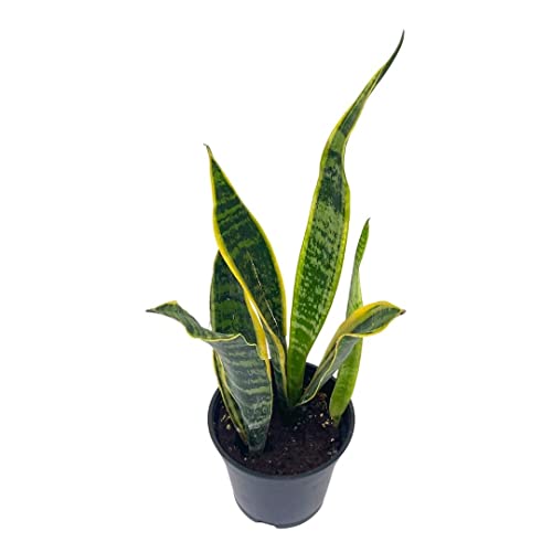 BubbleBlooms Variegated Snake Plant in a 4 inch Pot Classic Dracaena trifasciata Cow's Tongue, Lengua de Vaca