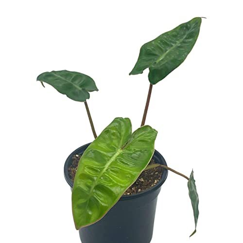 BubbleBlooms Philodendron Billietiae in a 4 inch Pot Very Rare Philo Washboard Abs Plant