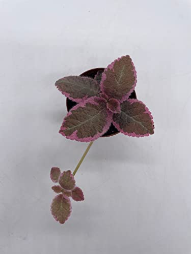 BubbleBlooms Variegated Flame Violet in a 2 inch Pot Pink Smoke, Episcia Cupreata
