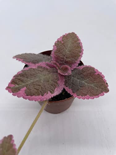BubbleBlooms Variegated Flame Violet in a 2 inch Pot Pink Smoke, Episcia Cupreata