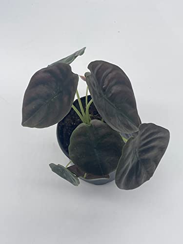 BubbleBlooms Alocasia Cuprea, Jewel Alocasia, Red Secret in a 4 inch Pot Mirror Plant, Rare