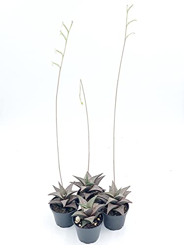 BubbleBlooms Haworthia venosa/Haworthiopsis Tessellata/Venstertjie/Haworthiopsis venosa