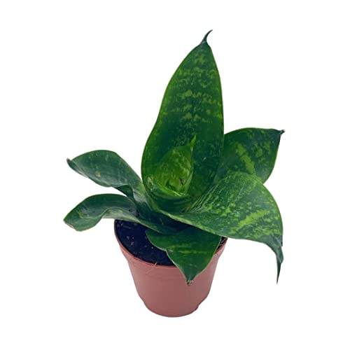 BubbleBlooms Snake Plant Black Robusta in 2 inch Pot, Green Striped Snakeplant, Sansevieria trifasciata