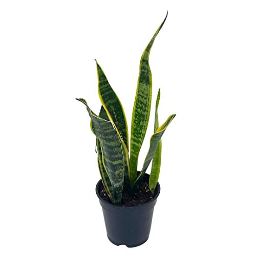 BubbleBlooms Variegated Snake Plant in a 4 inch Pot Classic Dracaena trifasciata Cow's Tongue, Lengua de Vaca