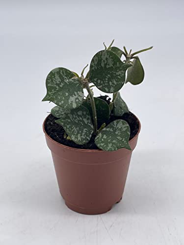 BubbleBlooms Hoya Curtisii in a 2 inch Pot Porcelain Flower, Hoya Aloha
